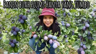 PANEN BUAH PLUMS HANYA YANG SUPER JUMBO SAJA || HAMPIR SEUKURAN TELUR BEBEK