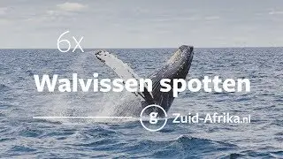 De 6 beste plekken om walvissen te spotten in Zuid-Afrika | Zuid-Afrika.nl