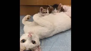 My 6-Month-Old Cat's Life (R.I.P)