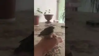 Мама завет к себе, а этот игнорирует. Говорит и тут хорошо. )