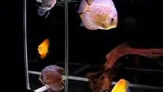Discus tank