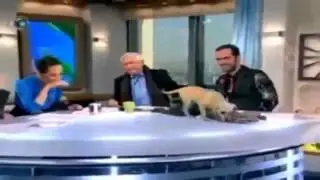 ютуб видео приколы с животными