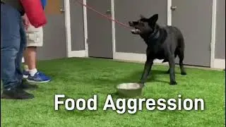 Food Aggressive German Shepherd class