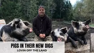 OUR PIGS GET A NEW SHELTER
