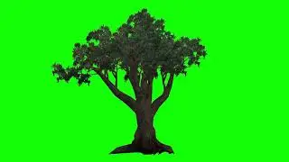 green screen big scary tree