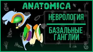 Basal ganglia / Neurology