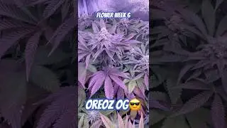 Blüte Tag 41 Oreoz Og strain  #420 #seedtoharvest #crazybud