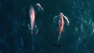 bassReaper - Freaked Dolphin (ZANE Remix)