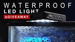 30k GIVEAWAY! WATERPROOF LED- DigitalFoto Tree Frog