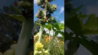 Цветы пальмы