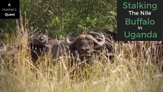 Hunting Dangerous Game -  Stalking the Nile Buffalo in Uganda