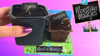 AH Moestuinmaatjes - Ik zie plantjes! Wat nu?! Cosmea & Andijvie