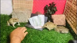 How can I get my money??? Bullfrog protect money