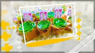 Succulents Cebu and Cactus Collection- Premium Wedding Giveaway Samples