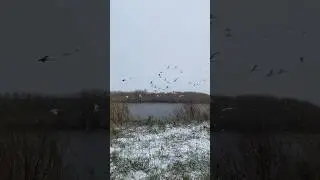 Swan 🦢 🦢 🦢 #horse #mz #shorts #short #shortvideo