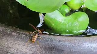 Summer Critters at the Old Japanese Farm House