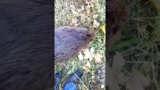 Охота на бобра