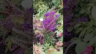 Цветение шалфея дубравного