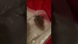 Look at what King Kenny brought home at 4:30am.