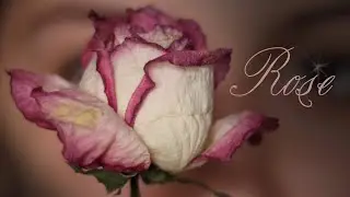 Рисование розы Подробное объяснение рисования цветов. Часть 2