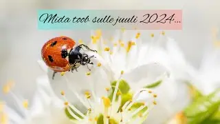 Mida toob sulle juuli 2024…🌸🐝🌼❤️