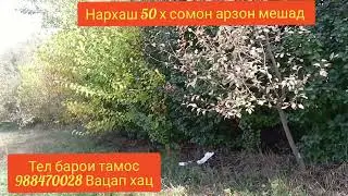 Боги себи фруши дар Чилгази
