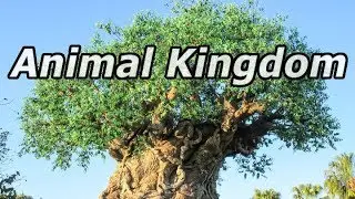 Diaporama Photo - Walt Disney : Animal Kingdom