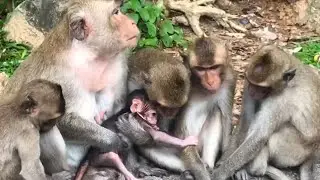 activities Wild Monkey Family , Welcome New Member Baby Monkey , Baby Monkey Action