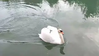The Merry Swan. Wanna See How Swans Rejoice?