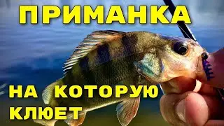 Приманка рулит .Мормышинг .