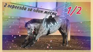 Влог/Хакамора/Переезд на новую конюшню