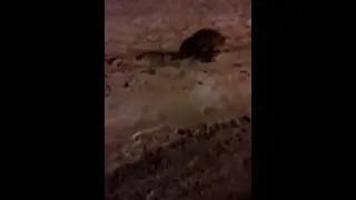 Русский остров. Владивосток. Кормим лисиц