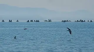 Fishing in Primorye. Sea fishing. Srednyaya Bay. April 16, 2020. Pollock.