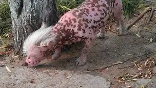 Criaturas Desconocidas Captadas En Camara En La Vida Real