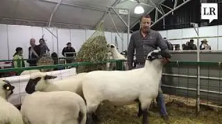 Sheep breeders rate the Hampshire Down as the best breed for meat production.