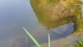 Пруд. Рыбачим с друзьями)