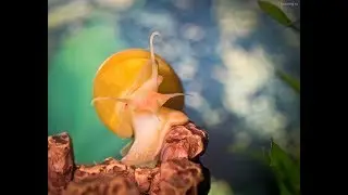 Ампуллярия Pomacea bridgesii