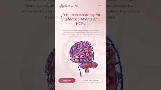 Transparent Background Anatomy for Medical Marketing 