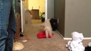Dogs Playing