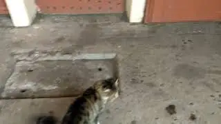 Кошечка Мая любит кататься в лифте.
