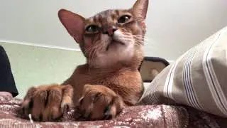 ASMR with Abyssinian cat Motya 😄