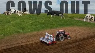 COWS OUT AND CORN IN