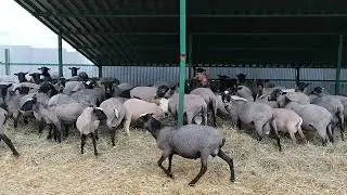 Бараны на мясо Романовские
