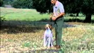 CAZA MENOR Adiestramiento de perros de caza