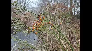 Wie Vögel ohne den Menschen über den Winter kommen