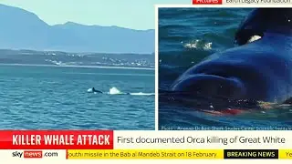 Orca Attacks & EATS Shark FIRST Time on Camera in 4K HD 