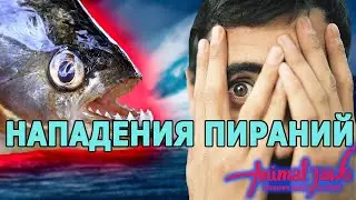Do piranhas attack people?