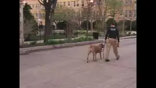 How to train a dog to walk on the leash and phase out treats