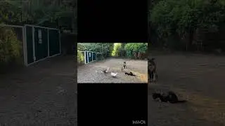 Американский стаффордширский терьер 6 месяцев Бона! Отработка команды сидеть! Железная выдержка!