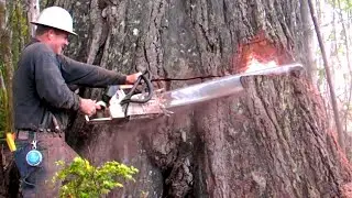 Dangerous Cutting Down Biggest Tree Chainsaw Machine / Heavy Biggest Felling Tree Machine working